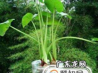 芋头水培当漂亮的盆景