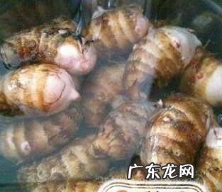 芋头水培当漂亮的盆景