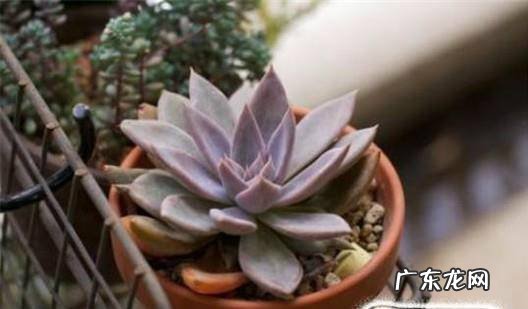 多肉植物的肉肉蔫了怎么办