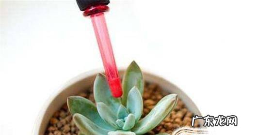 多肉植物的肉肉蔫了怎么办