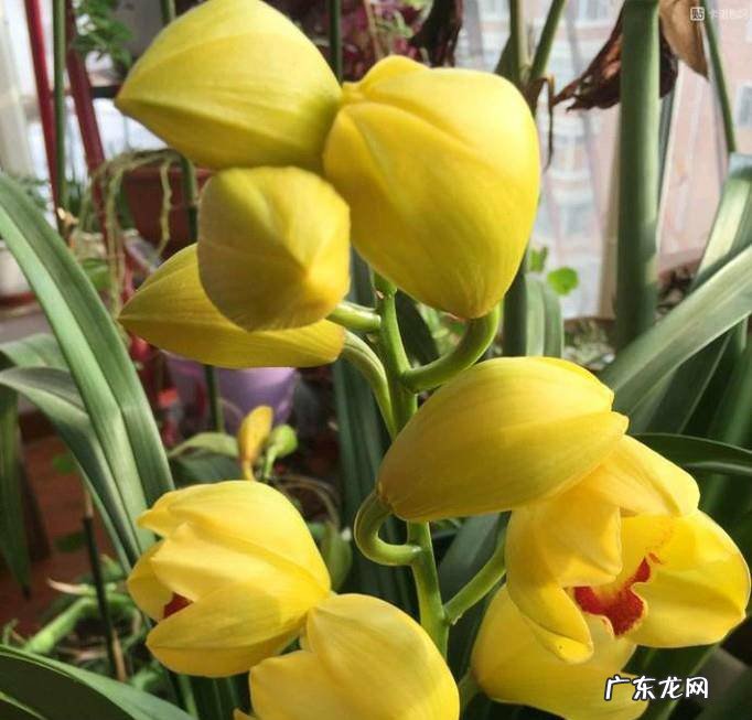 如何有效阻止大花蕙兰花苞脱落