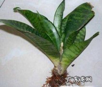 风车茉莉的养殖方法
