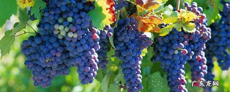 冻葡萄要冻几个小时,冻葡萄要冻多长时间