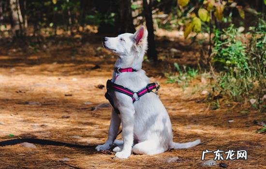阿莫西林给狗狗吃消炎效果怎么样? 狗狗吃阿莫西林副作用