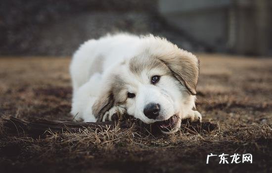 狗狗眼睛有白色的球状 狗狗眼球上有一块白色透明的东西