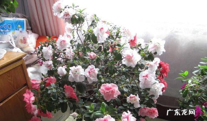 怎样给杜鹃花浇水