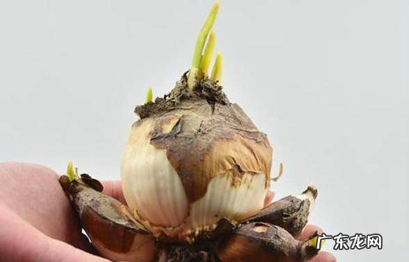 水仙花种植方法