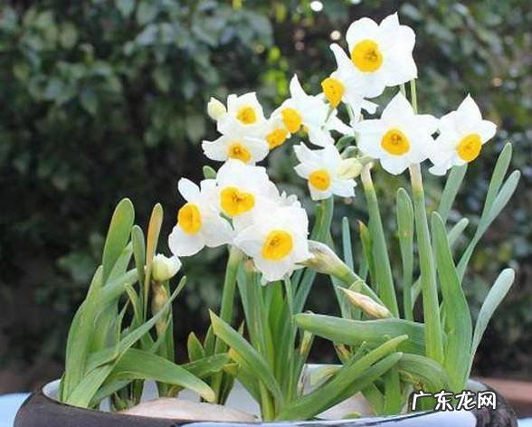 水仙花种植方法