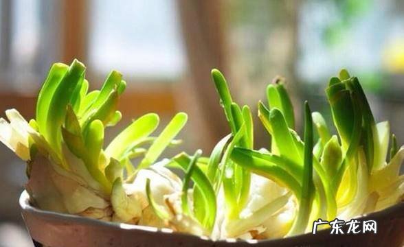 水仙花种植方法