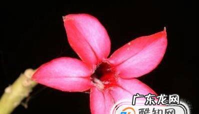 沙漠玫瑰的养殖方法和注意事项