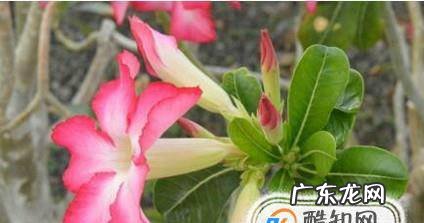 沙漠玫瑰的养殖方法和注意事项