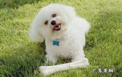 未满一个月的小狗吃什么 没满月的小狗可以吃什么