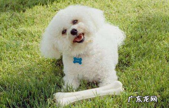 未满一个月的小狗吃什么 没满月的小狗可以吃什么