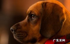 中国四大猎犬有哪些 中国四大猎犬