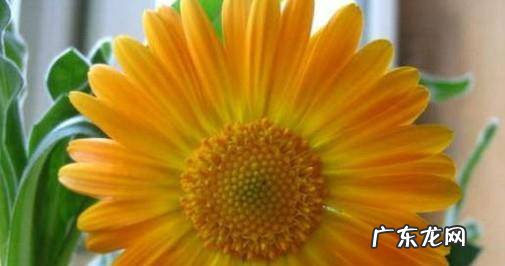 如何养好非洲菊