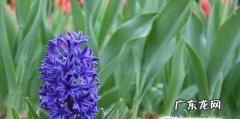 风信子水培和土培种植和注意事项