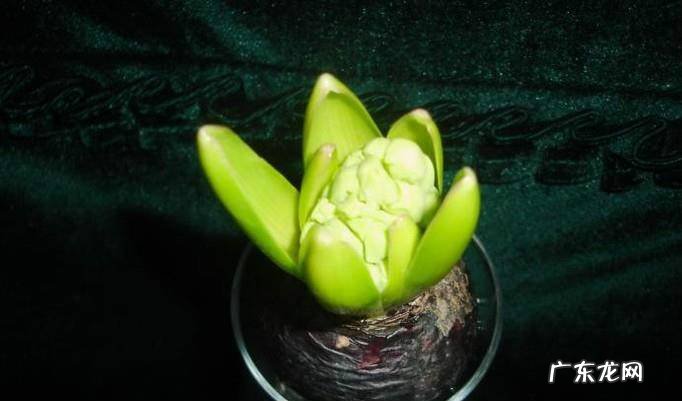 风信子水培和土培种植和注意事项