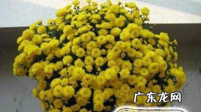 千头菊的养殖方法