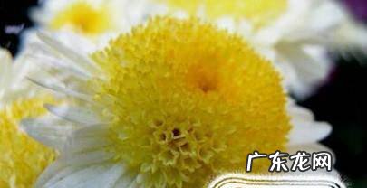 千头菊的养殖方法