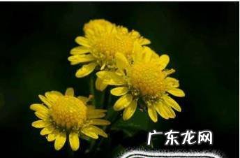 千头菊的养殖方法