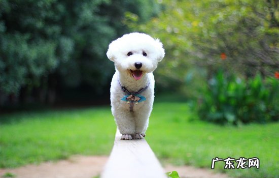 狗狗能吃生鸡蛋不? 狗狗吃生鸡蛋会有事吗