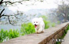 狗狗的老年斑和皮肤病的区别 狗狗出现老年斑还能活多久