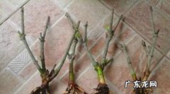 水培栀子花有哪些注意要点