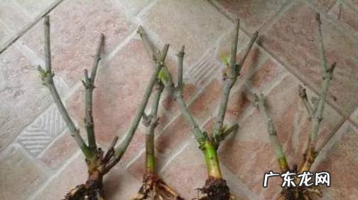 水培栀子花有哪些注意要点