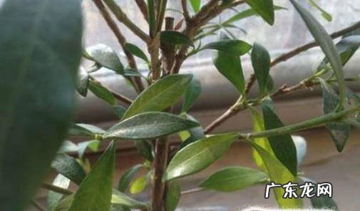 水培栀子花有哪些注意要点