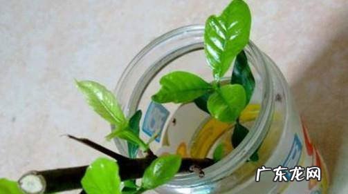 水培栀子花有哪些注意要点