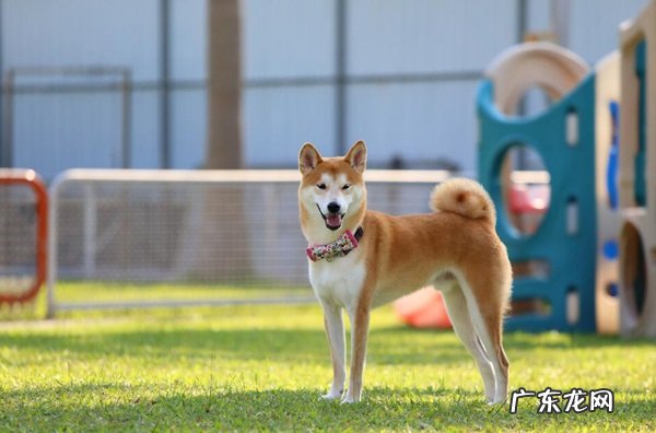 豆柴犬和柴犬区别豆柴和赤柴哪个好 豆柴犬和柴犬区别