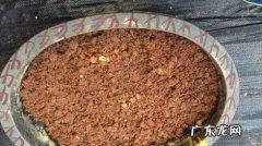 水果种子不要扔教给大家制作盆景的好方法