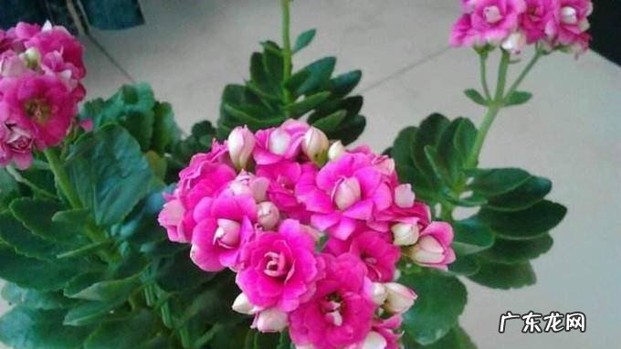 长寿花叶子发软怎么办