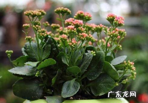 长寿花叶子发软怎么办