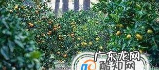 柠檬树的养殖方法和注意事项