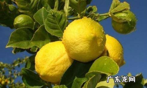柠檬树的养殖方法和注意事项