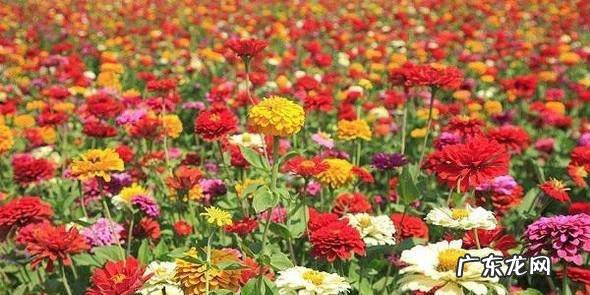 常见的一二年生花卉介绍