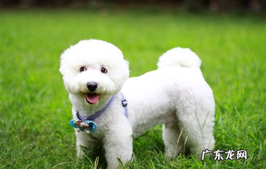 狗吃兔子耳朵 狗吃兔耳朵零食是真的吗
