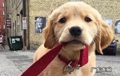 金毛咬狗吗 金毛会被蚊子咬吗