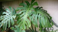 哪些盆栽植物适合养在家中