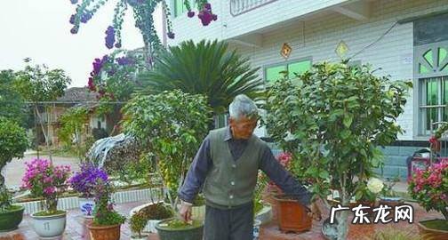 如何才能把桂花养好