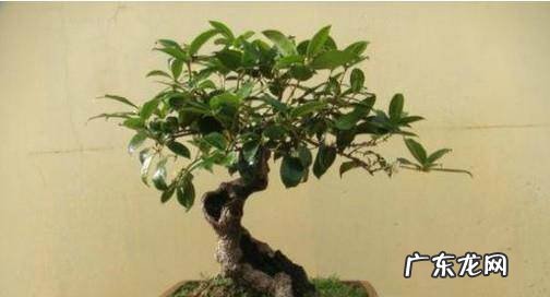 如何才能把桂花养好