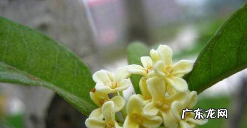 如何才能把桂花养好
