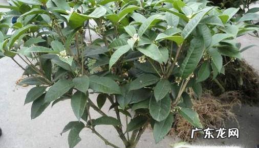如何才能把桂花养好
