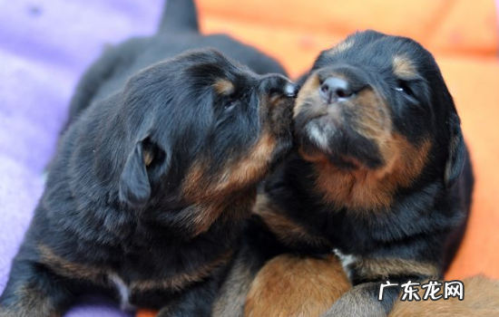 上海禁养犬种目录2021 上海禁养犬种目录