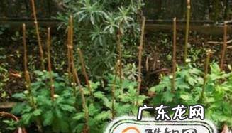 怎么养殖菊花
