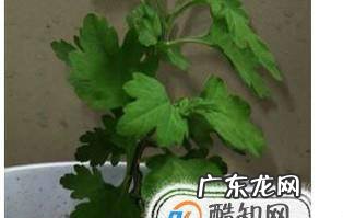 怎么养殖菊花