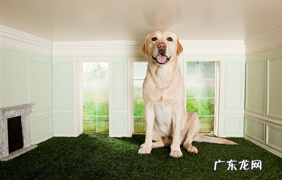 拉布拉多能当猎犬吗 拉布拉多可以打猎吗