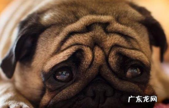 八哥生气时的表现 八哥报复主人的表现