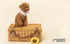 泰迪和中华田园犬生的孩子长什么样 泰迪与中华田园犬谁聪明